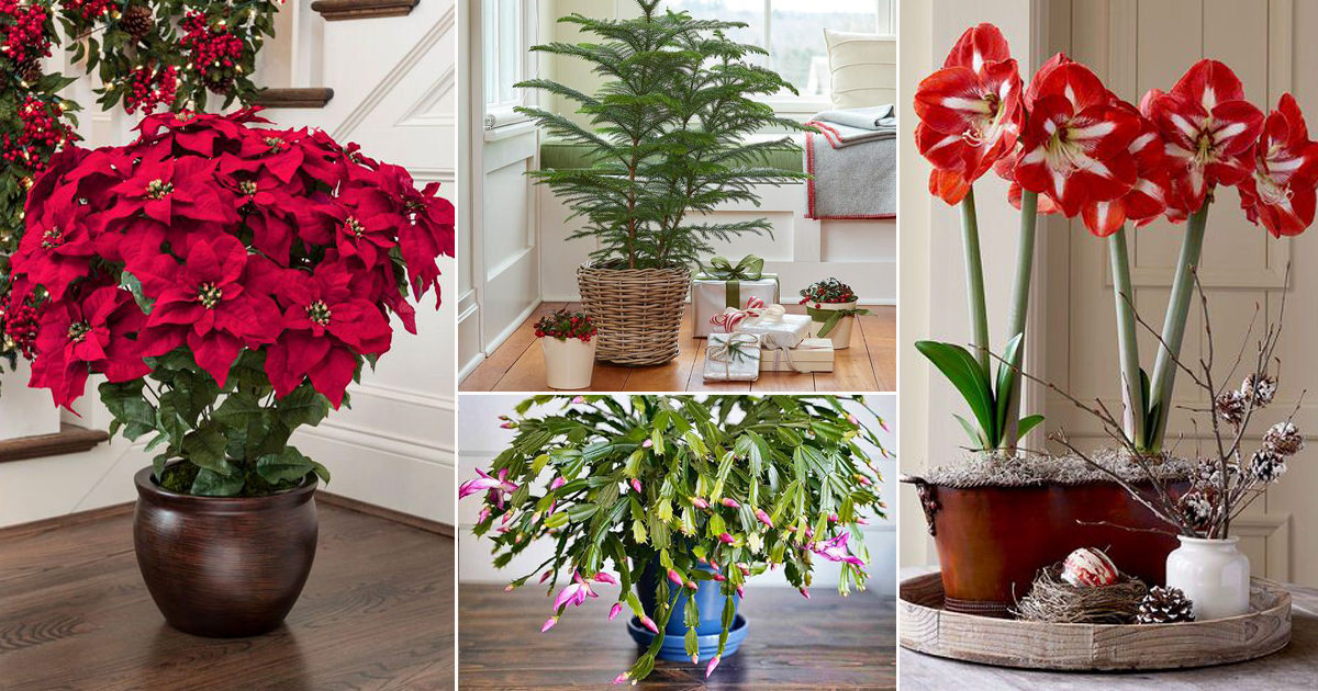 13 Of The Best Houseplants To Have This Holiday Season