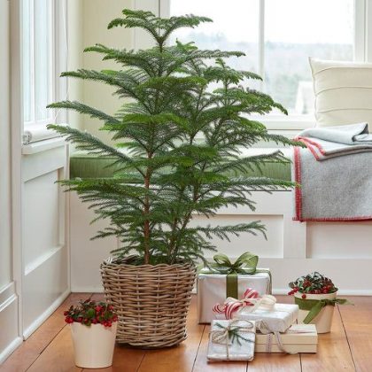 13 Of The Best Houseplants To Have This Holiday  Season