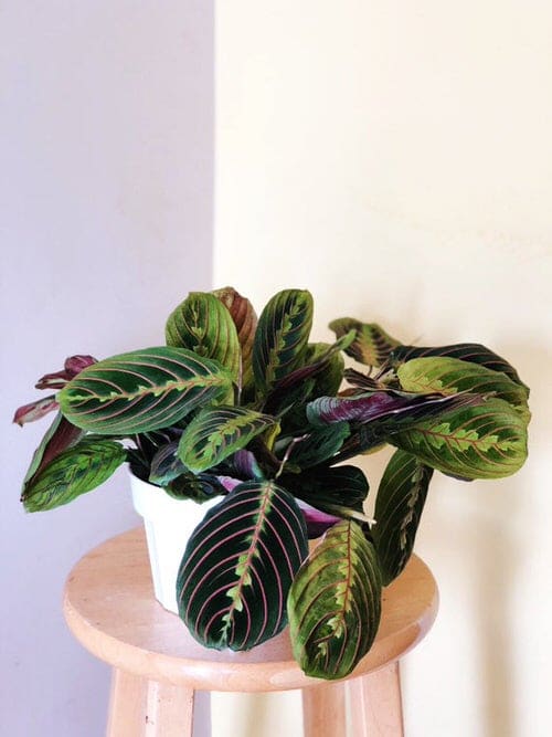 16 Amazing Tricolor Houseplants with Fantastic  Colorful Leaves