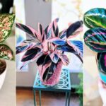 16 Amazing Tricolor Houseplants with Fantastic Colorful Leaves