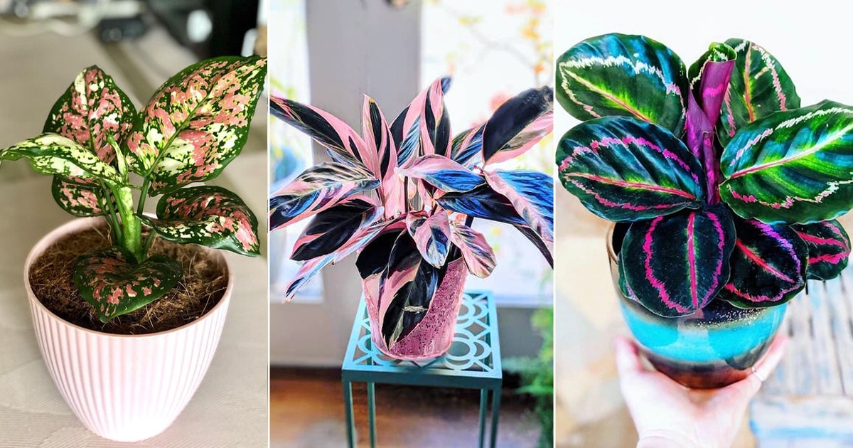 16 Amazing Tricolor Houseplants with Fantastic Colorful Leaves