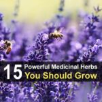 15 Powerful Medicinal Herbs You Should Grow