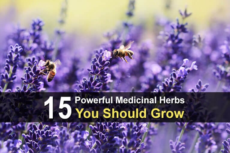 15 Powerful Medicinal Herbs You Should Grow