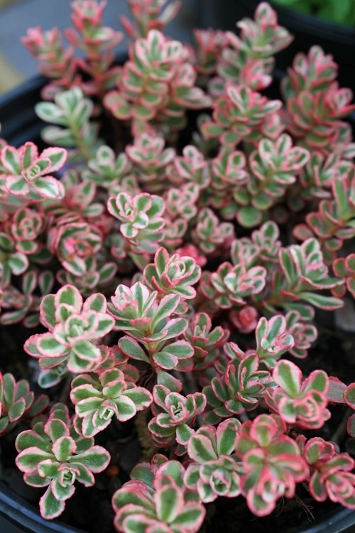 16 Amazing Tricolor Houseplants with Fantastic  Colorful Leaves