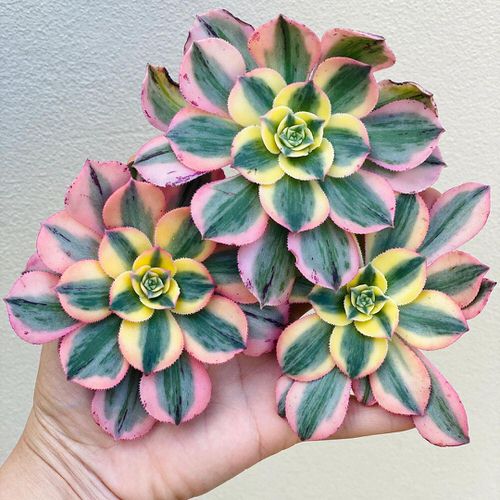 16 Amazing Tricolor Houseplants with Fantastic  Colorful Leaves