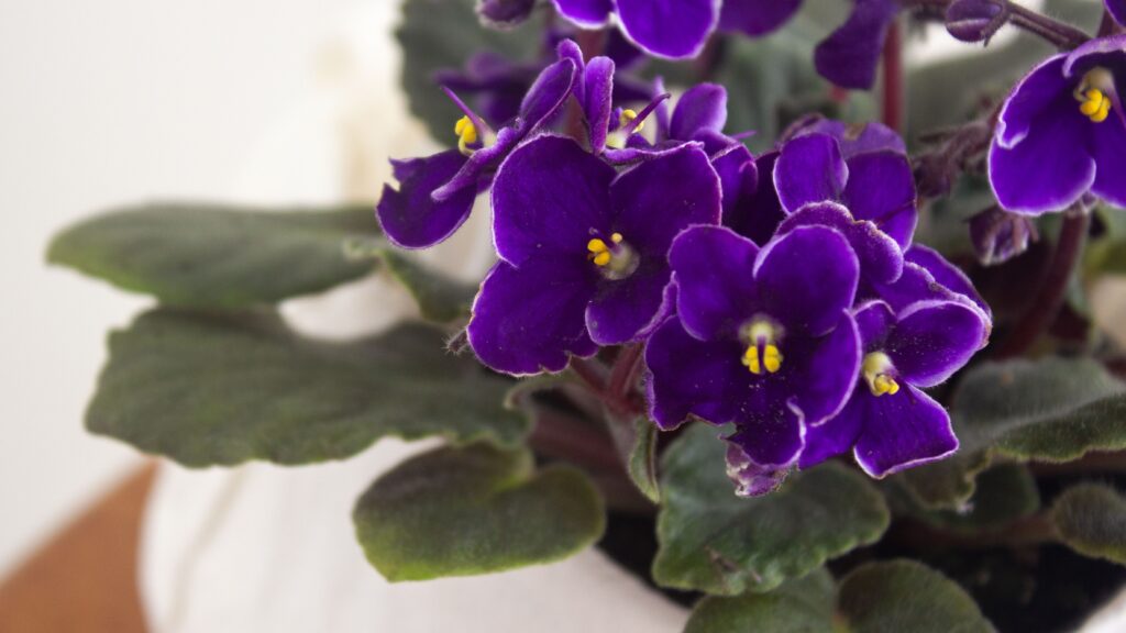 How To Care For African Violets 