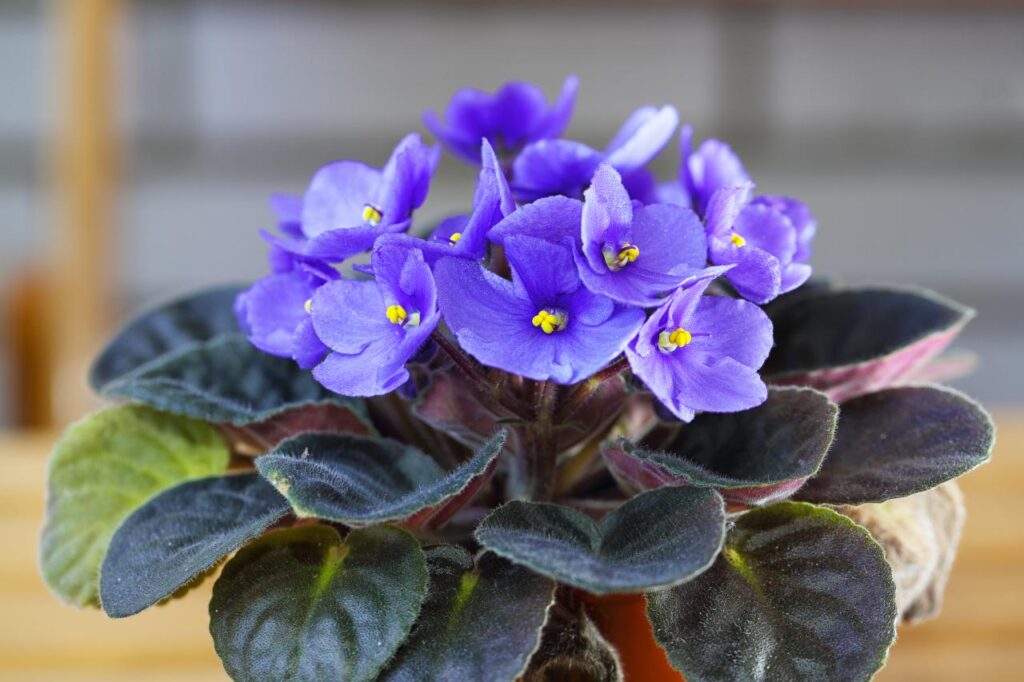 How To Care For African Violets