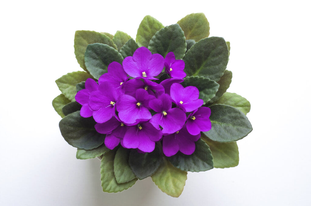 How To  Care For African Violets 