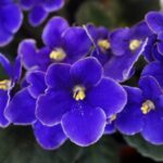 How To Care For African Violets