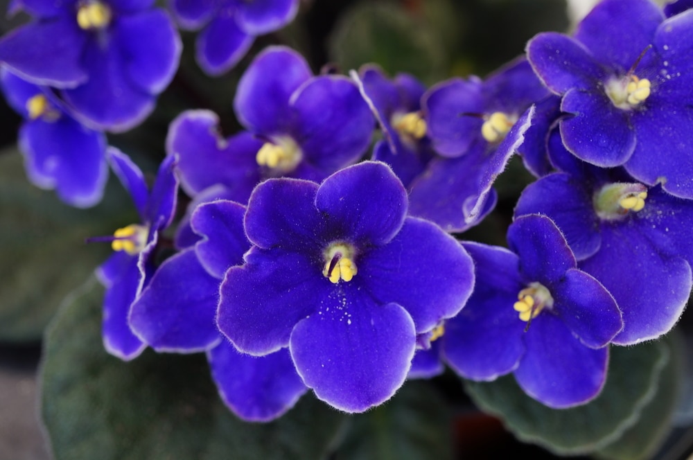 How To Care For African Violets