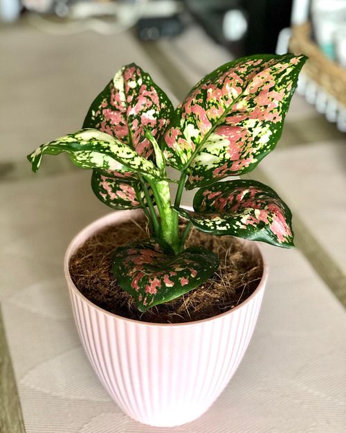 16 Amazing Tricolor Houseplants with Fantastic  Colorful Leaves