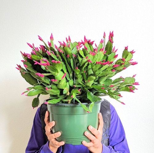 13 Of The Best Houseplants To Have This Holiday Season