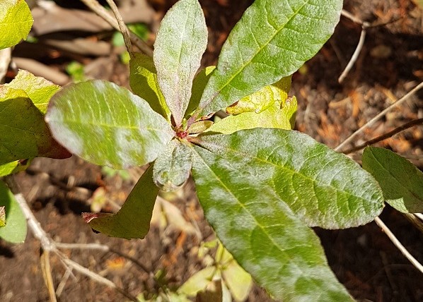 How to Identify, Treat And Prevent Powdery Mildew On Plants