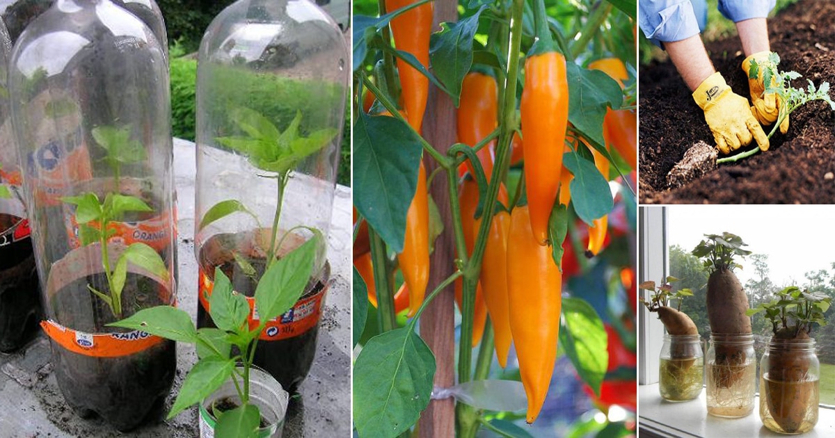 22 Genius Gardening Hacks That You'll Be Glad to Know