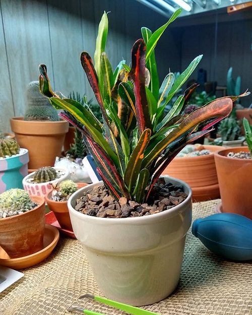 16 Amazing Tricolor Houseplants with Fantastic  Colorful Leaves