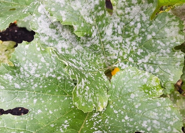 How to Identify, Treat And Prevent Powdery Mildew On Plants