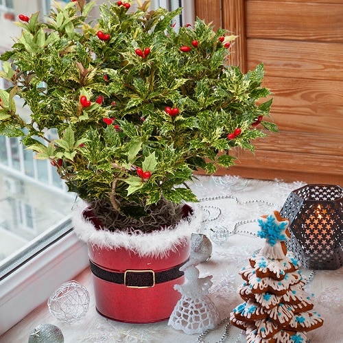 13 Of The Best Houseplants To Have This Holiday Season