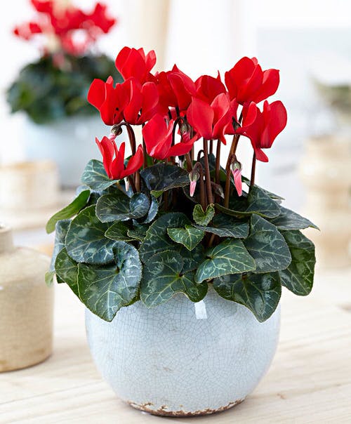 13 Of The Best Houseplants To Have This Holiday Season