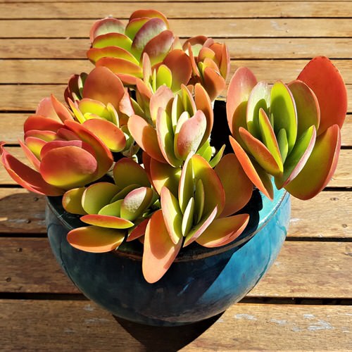 16 Amazing Tricolor Houseplants with Fantastic  Colorful Leaves