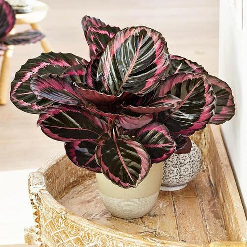 16 Amazing Tricolor Houseplants with Fantastic  Colorful Leaves