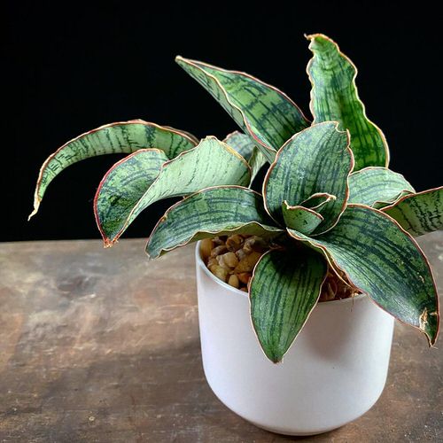 16 Amazing Tricolor Houseplants with Fantastic  Colorful Leaves