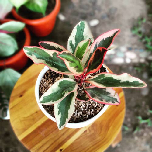 16 Amazing Tricolor Houseplants with Fantastic  Colorful Leaves