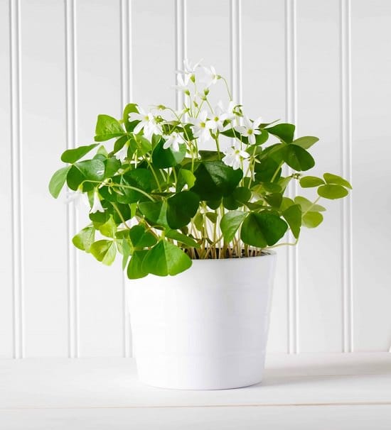 11 Plants that Attract Money and Bring Fortune to Home