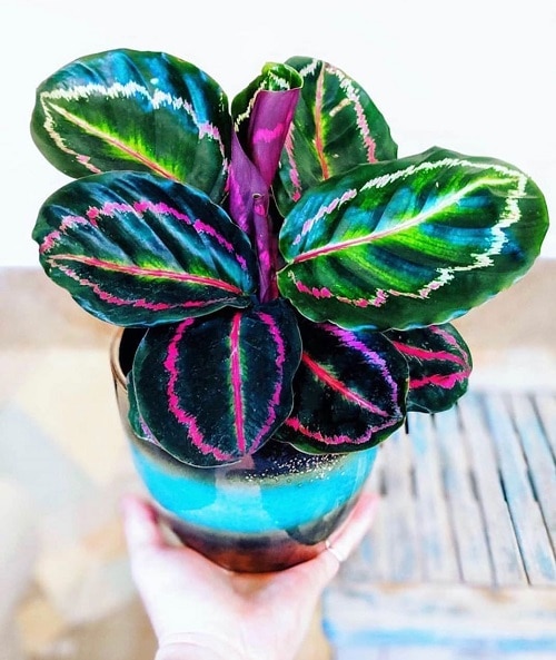 16 Amazing Tricolor Houseplants with Fantastic  Colorful Leaves