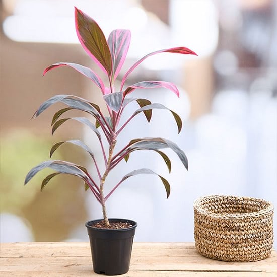 11 Plants that Attract Money and Bring Fortune to Home