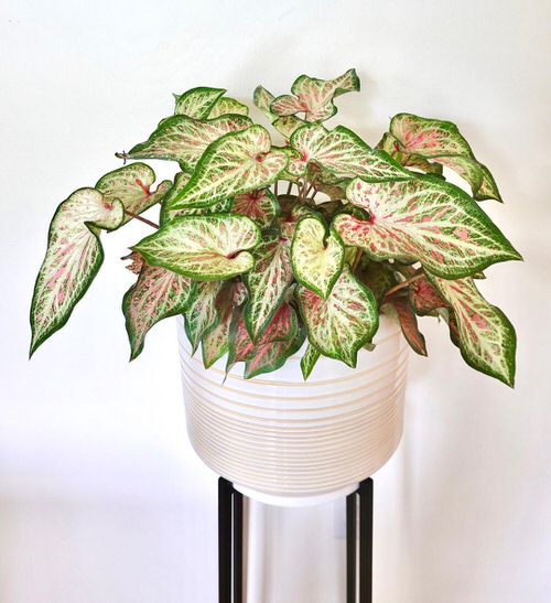 16 Amazing Tricolor Houseplants with Fantastic  Colorful Leaves