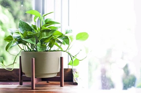 11 Plants that Attract Money and Bring Fortune to Home