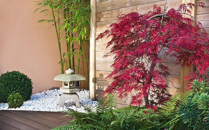 Top 10 Most Beautiful Small Trees For Your Garden 