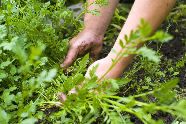 Why You Should Try The No-Dig Gardening Method