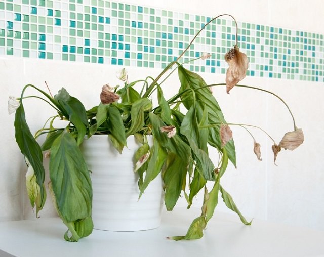 9 Hacks and Your Indoor Plants Won’t Die Again