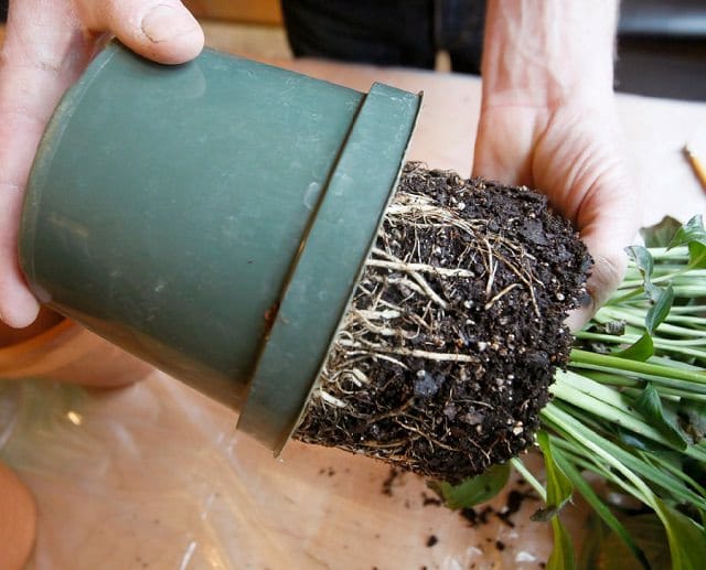 9 Hacks and Your Indoor Plants Won’t Die Again