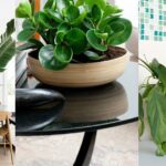 9 Hacks and Your Indoor Plants Won’t Die Again