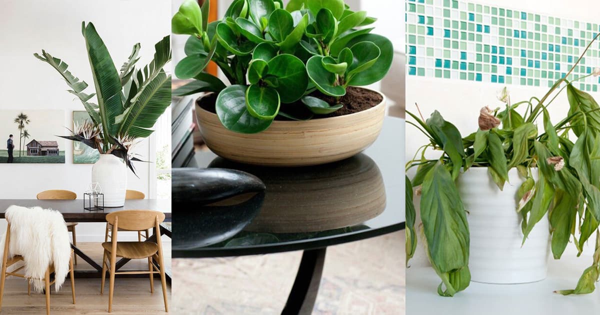 9 Hacks and Your Indoor Plants Won’t Die Again