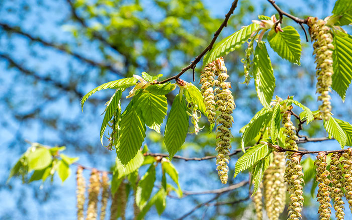 Top 10 Most Beautiful Small Trees For Your Garden