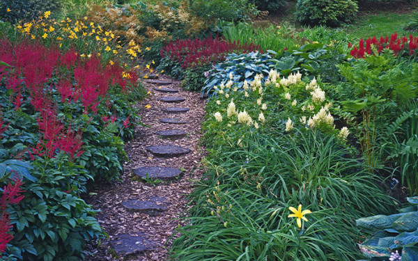 How to Create a Bog Garden