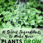 10 Secret Ingredients to Make Your Garden Grow