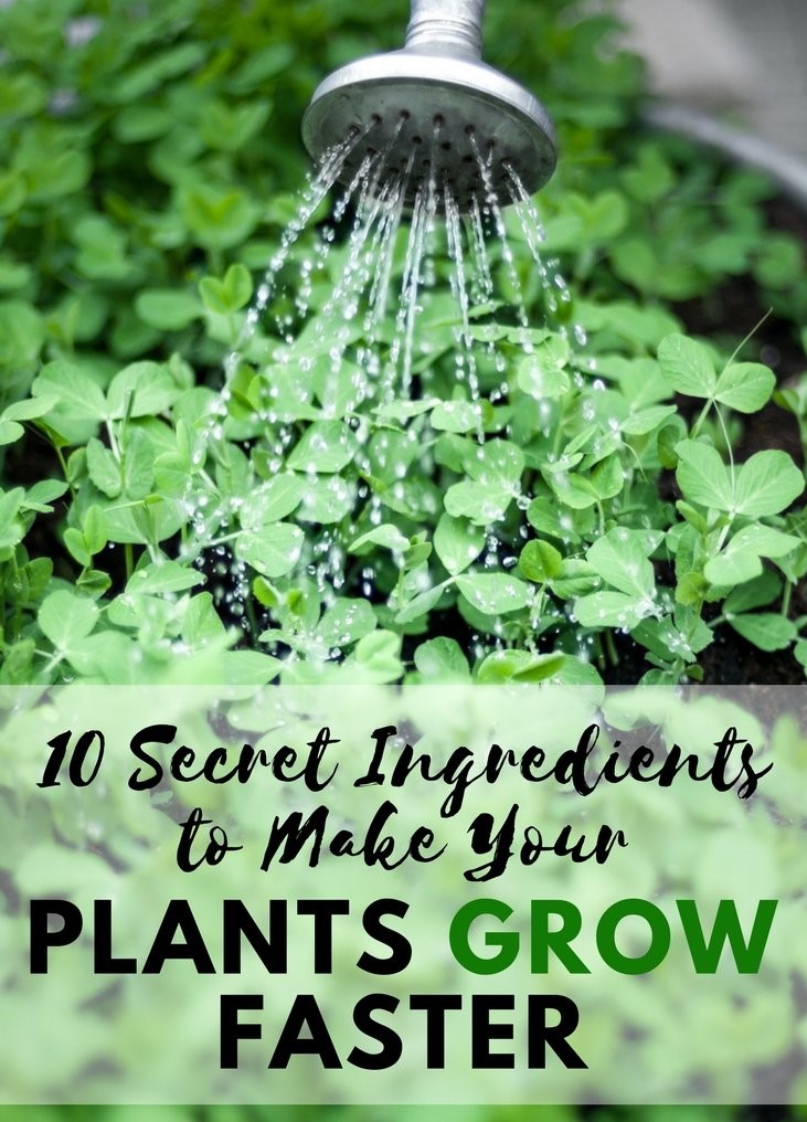 10 Secret Ingredients to Make Your Garden Grow