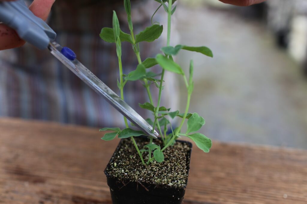 How to Grow Sweet Peas