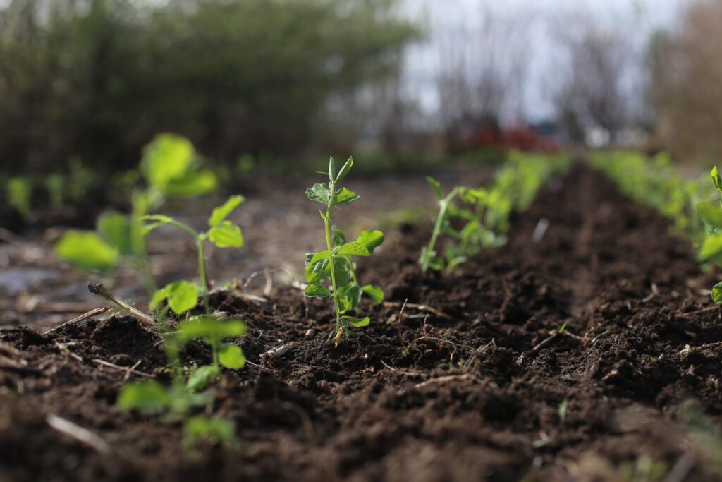 How to Grow Sweet Peas