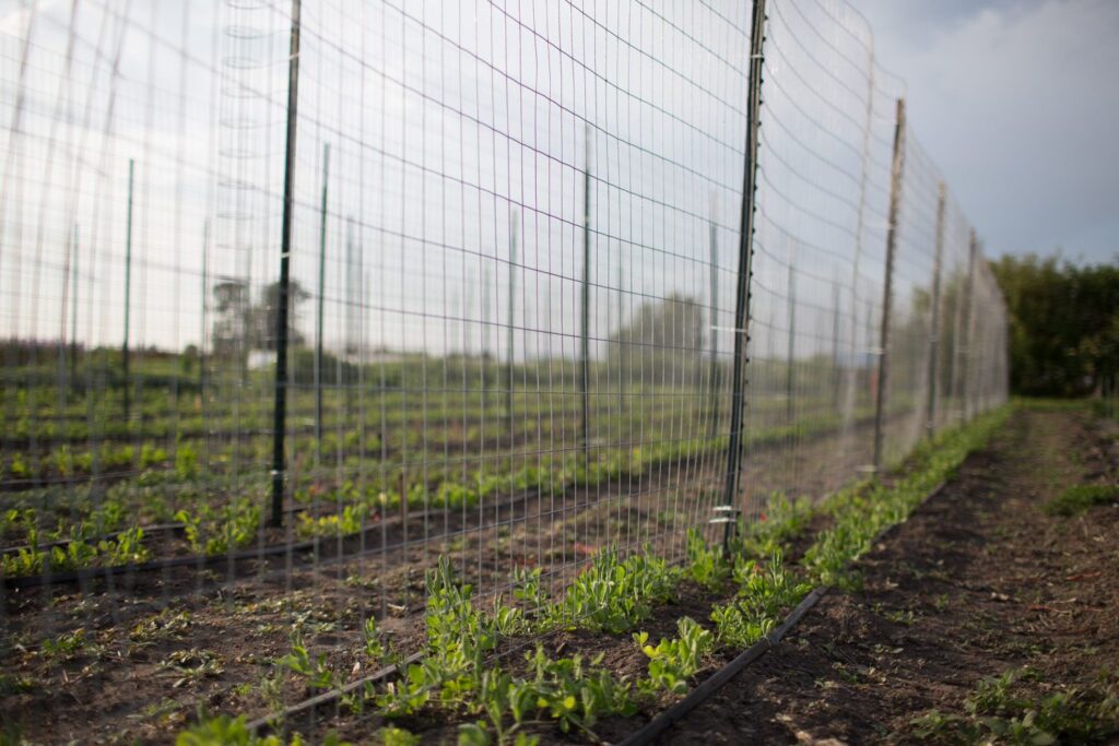 How to Grow Sweet Peas