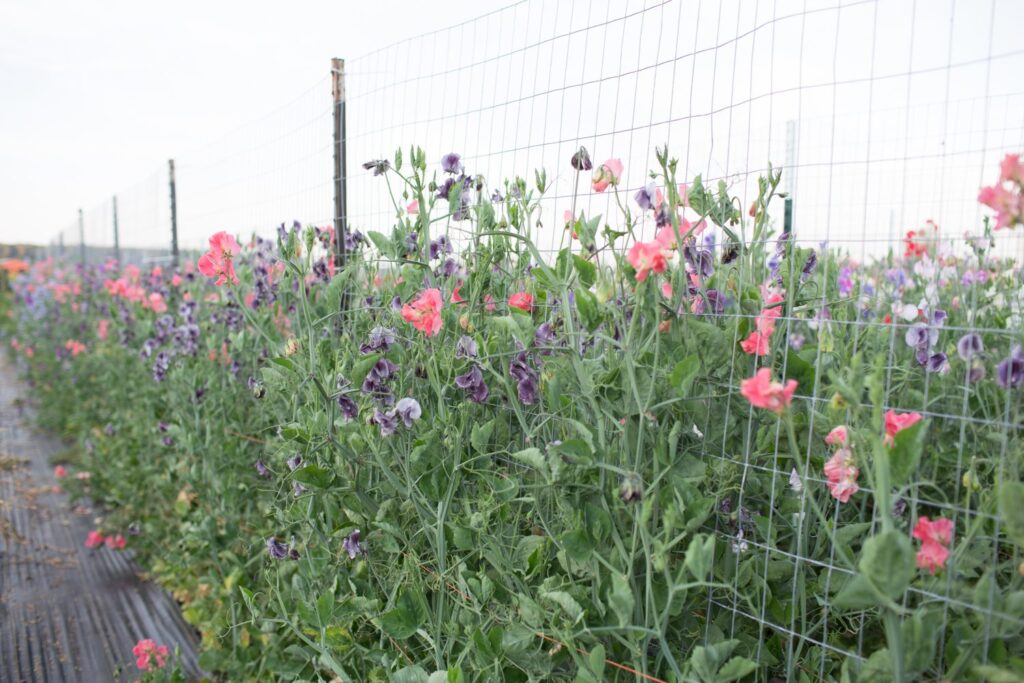 How to Grow Sweet Peas