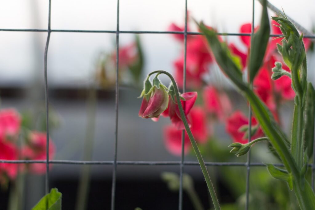 How to Grow Sweet Peas