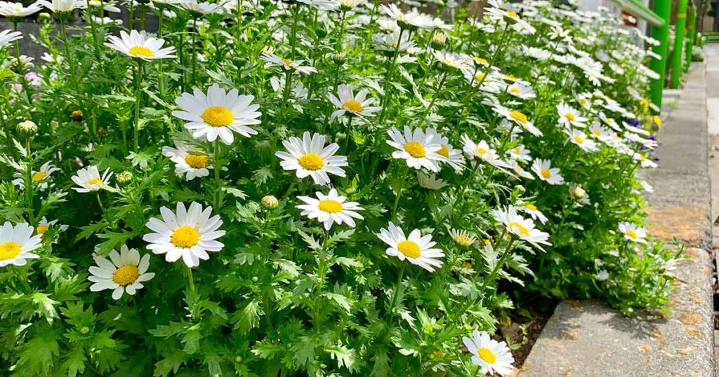 15 Powerful Medicinal Herbs You Should Grow