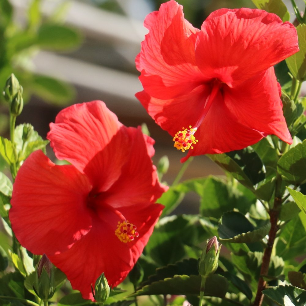 How To Grow And Care For Hibiscus Tree