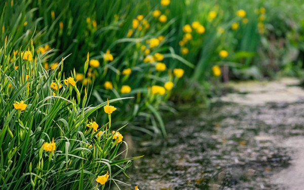 How to Create a Bog Garden