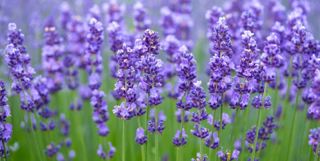 15 Powerful Medicinal Herbs You Should Grow